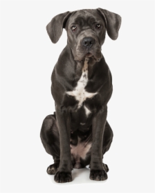 Dog, HD Png Download, Free Download