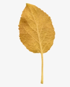 Transparent Leaves - Canoe Birch, HD Png Download, Free Download
