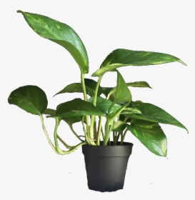 Flowerpot, HD Png Download, Free Download