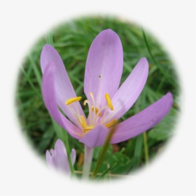 Saffron Flower Png, Transparent Png, Free Download