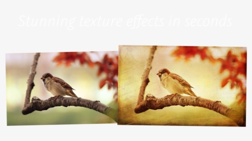 2 Lil Owls Texture Bundle - Offensive Wallpapers Bird, HD Png Download, Free Download
