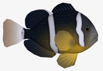 Yellowtailclown - Coral Reef Fish, HD Png Download, Free Download