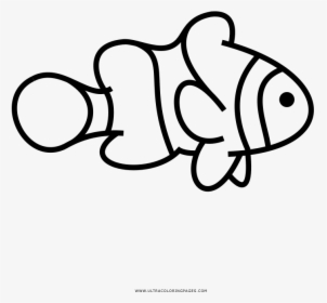 Clownfish Coloring Page - Drawing, HD Png Download, Free Download