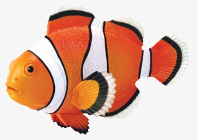 Fish 4d, HD Png Download, Free Download