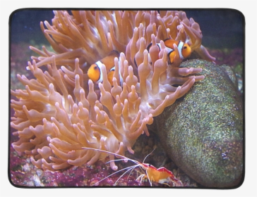 Coral And Clownfish Beach Mat 78"x 60" - Brown Bubble Tip Anemone, HD Png Download, Free Download