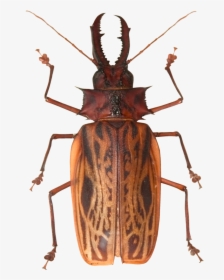 Beetle Png, Transparent Png, Free Download