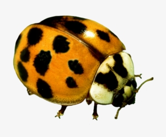 Yellow Ladybug Beetle - Ladybug, HD Png Download, Free Download