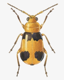 Collection Managed To Iso - Longhorn Beetle, HD Png Download, Free Download