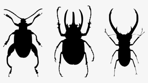 Beetle Entomology, HD Png Download, Free Download