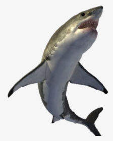 Shark Png Transparent Images - Shark Png Hd, Png Download, Free Download