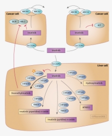 Diagram, HD Png Download, Free Download