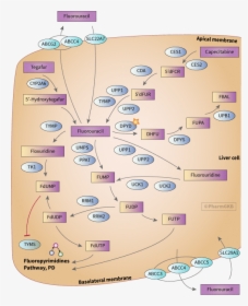 Diagram, HD Png Download, Free Download