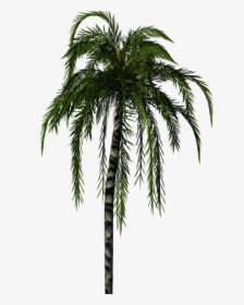 Palm Trees, HD Png Download, Free Download