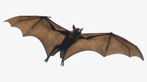 Flying Mammals, HD Png Download, Free Download