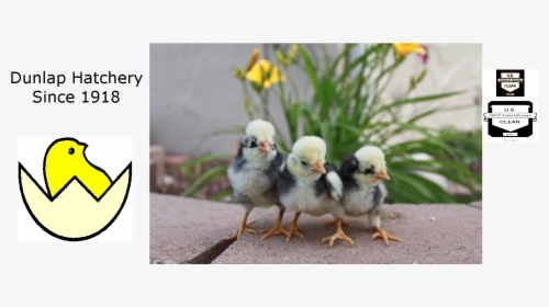 Dunlap Hatchery , Png Download - Chicken, Transparent Png, Free Download
