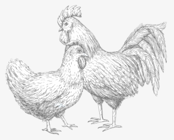 Rooster, HD Png Download, Free Download