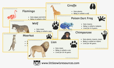 Zoo Animals Fact Cards Cover, HD Png Download, Free Download