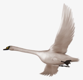 Flying Swan Clipart Png, Transparent Png, Free Download