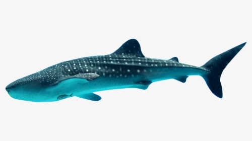 Sharks In The Epipelagic Zone, HD Png Download, Free Download