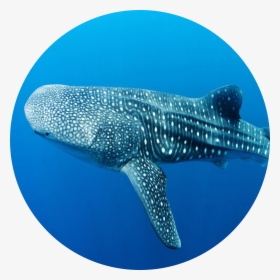 Whale Shark , Png Download - Whale Shark, Transparent Png, Free Download