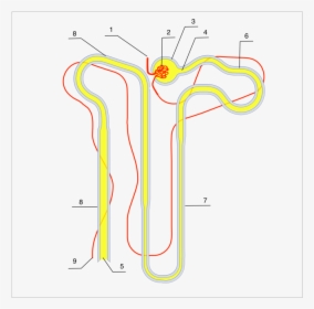 Nephron, HD Png Download, Free Download