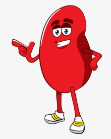 Free Cartoon Photo - Red Blood Cell Kidney Cartoon, HD Png Download, Free Download