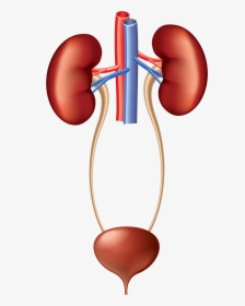 Kidney Clipart Urinary System , Png Download - Excretory System In Human Beings, Transparent Png, Free Download