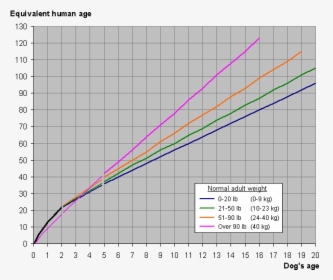 Dog And Human Year Graph - Dog Years To Human Years Graph, HD Png Download, Free Download
