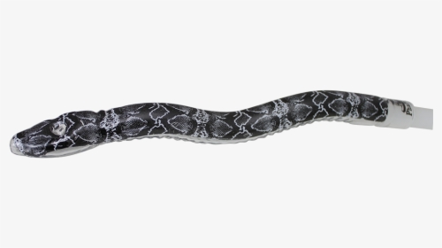 Common Kingsnake, HD Png Download, Free Download