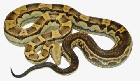 Thumb Image - Boa Constrictor Png, Transparent Png, Free Download