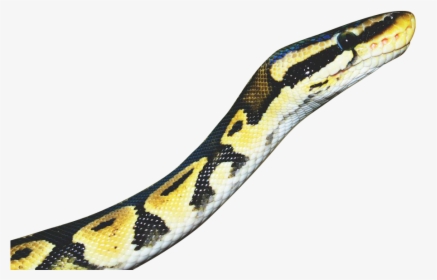 Snake-yellow - Serpent, HD Png Download, Free Download