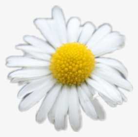 #freetoedit #daisy #white #flower #flowers #yellow - Oxeye Daisy, HD Png Download, Free Download