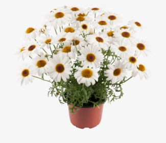 Chamomile, HD Png Download, Free Download