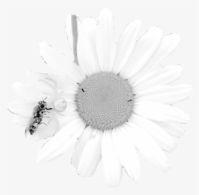 Daisy - Oxeye Daisy, HD Png Download, Free Download