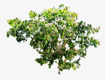 Thumb Image - Forest Canopy Png, Transparent Png, Free Download