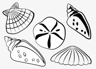 Black And White Sea Shell Clipart Clipart Transparent - Sea Shells Clip Art, HD Png Download, Free Download