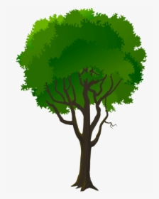 Pine Trees Clipart - Illustration, HD Png Download, Free Download