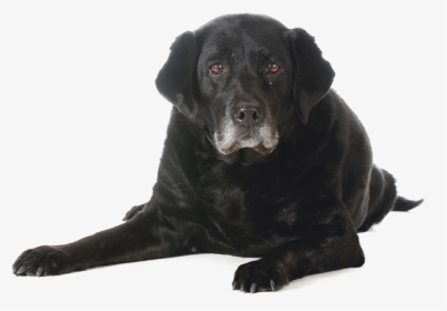 Puppy Adult Senior Dogs , Png Download - Transparent Old Dog Png, Png Download, Free Download
