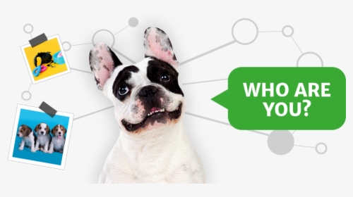 Pet2net Who Are You Dog - French Bulldog, HD Png Download, Free Download