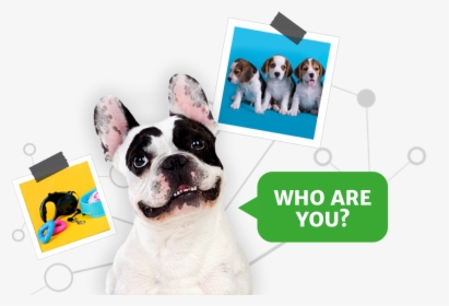 Pet2net Who Are You Dog - Dog, HD Png Download, Free Download