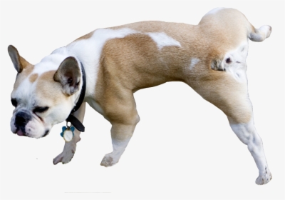 Dog, HD Png Download, Free Download