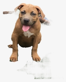 Companion Dog , Png Download - Dog Catches Something, Transparent Png, Free Download