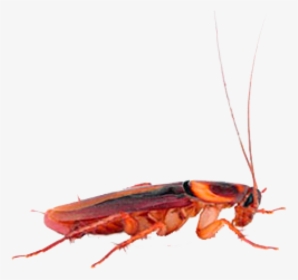 Roach Png Free Download - Hornet, Transparent Png, Free Download