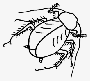 Roach Drawing Black And White Clip Art Download - Roach, HD Png Download, Free Download