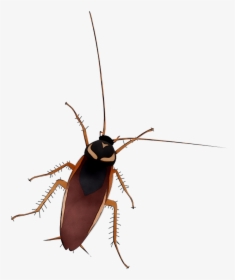 Silueta Cucaracha Png, Transparent Png, Free Download