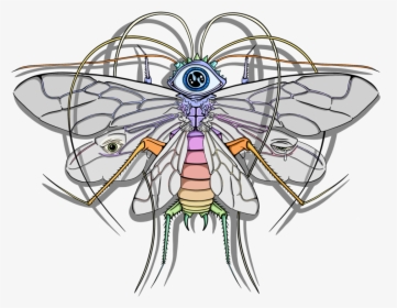 Flying Roach - Illustration, HD Png Download, Free Download