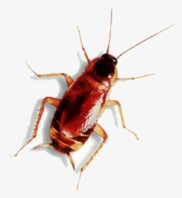 Roach Png Free Download - Animal Has Six Legs, Transparent Png - kindpng