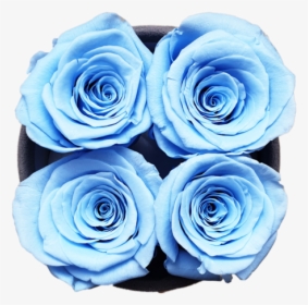 Four Sky Blue Forever Roses"  Class="lazyload Lazyload - Floribunda, HD Png Download, Free Download