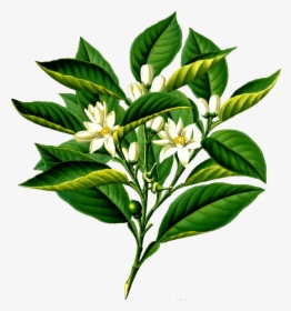 Orange Tree Png, Transparent Png, Free Download