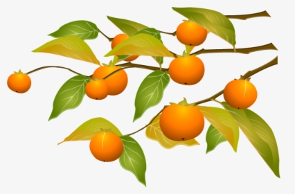 Persimmon Png - Fruit Branch Orange Cartoon, Transparent Png, Free Download